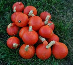 10 Seeds Red Kuri Squash (Cucurbita maxima) – Sweet & Nutty Winter Squash for Roasting and Baking