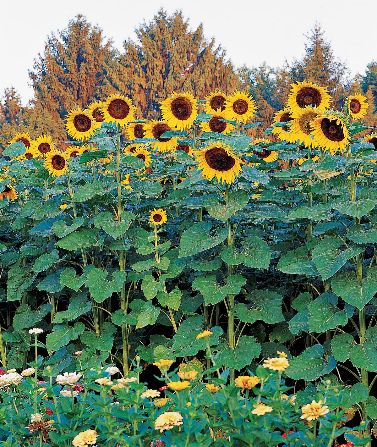 25 Seeds Sunflower Skyscraper, 144" Tall, Huge Edible Flowers, Heirloom Non-GMO, Giant Sunflower, Great for Gardens & Pollinators