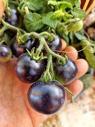 15 Blue Room (Blaue Zimmer) Micro Dwarf Tomato Seeds (Solanum lycopersicum) – Heirloom, Non-GMO, Compact & High-Yield