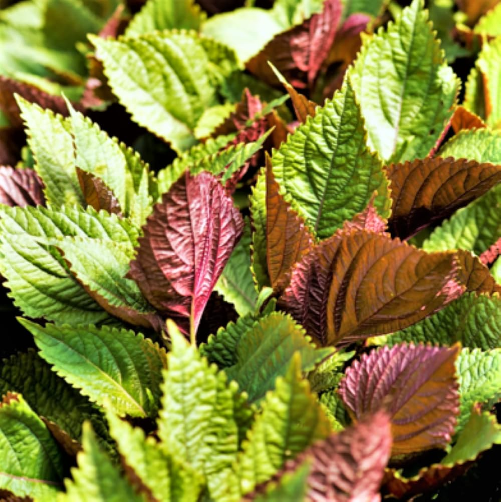 Korean Perilla (Shiso) Seeds – 500mg for Planting, Heirloom Herb, Fragrant & Edible Leaves, High Yield, Heat Tolerant, Garden Container