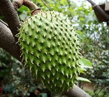 1 Giant Soursop Fruit Tree (Annona muricata) Live Starter Plant – 3’-4’