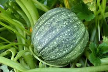1 Gram Seeds Summer Squash Round Zucchini – Cucurbita pepo | Heirloom Vegetable for Planting, Gardening & Fresh Harvests