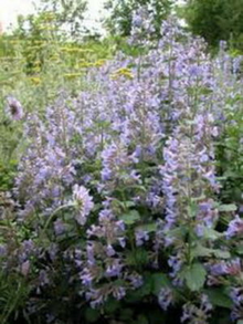 1,000 Catnip Seeds (Nepeta cataria) – Perennial Herb, Catmint, Non-GMO
