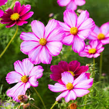 1 Gram Seeds Cosmos Picotee for Planting | Cosmos bipinnatus Unique Bicolor Blooms for Gardens, Pollinator Habitats & Decorative Landscaping