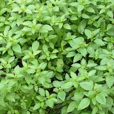 1000 Seeds Lemon Basil (Ocimum basilicum var. citriodora) – Fragrant Culinary and Garden Herb