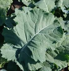 200 Seeds Premier Kale (Brassica oleracea) – Nutritious, Hardy, and Fast-Growing Leafy Green