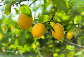 5+ Sweet Lime Lemon Seeds – Low-Acid, Juicy & Fragrant Citrus Tree
