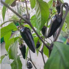 10 Seeds Mulato Isleno Poblano Pepper, Capsicum Annuum, Mild Chili Pepper Variety