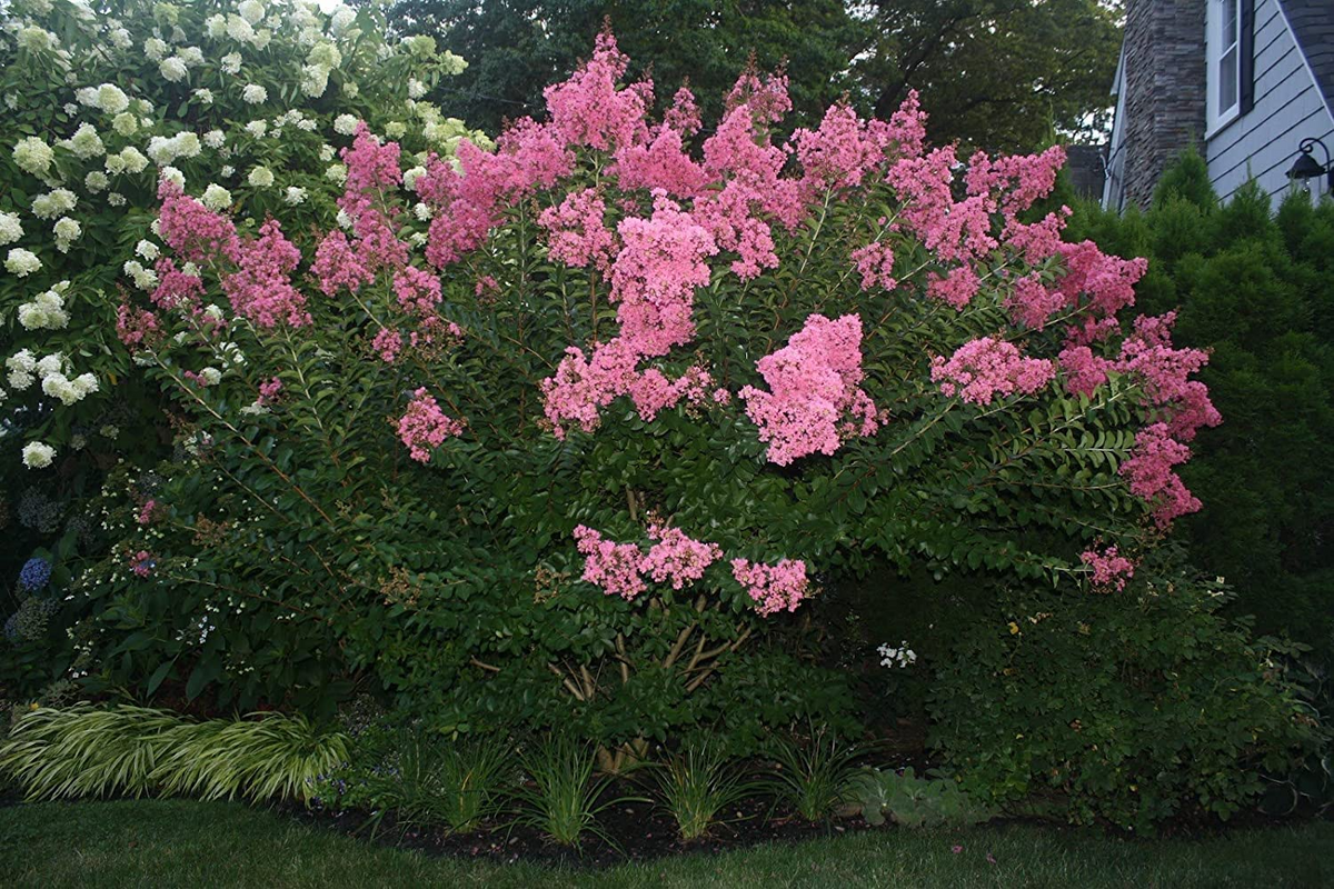 Dark Pink Crepe Myrtle Cuttings - 7 Live 6" Cuttings, Fast-Growing, Flowering Tree for Outdoor Gardens, USDA Zones 7-10