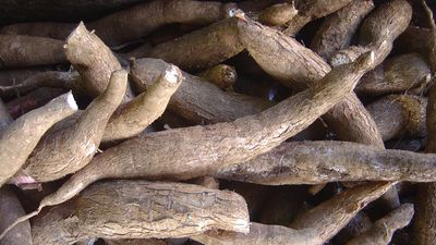 4 Healthy White Cassava Cuttings - Manihot esculenta, Tapioca, Yuca Plant Unrooted Cuttings for Planting - High-Quality Propagation