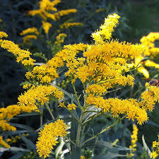 500 mg Seeds Solidago nemoralis (Old Field Goldenrod) for Planting, Native Perennial Wildflower for Pollinator Gardens & Natural Landscaping