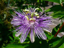 10 Maypop Purple Passion Seeds (Passiflora Incarnata) Edible Fruit, Cold Hardy
