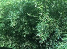 1 Live Bare Root Plant Bamboo Red Margin, Phyllostachys Rubromarginata, Hardy Fast-Growing Bamboo