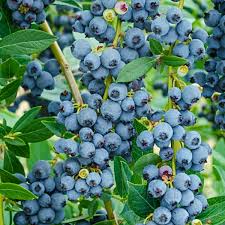 1 Blueberry Plant, Rooted Cutting, Live Bare Root Starter, Easy to Grow Fruit Bush