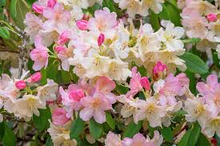 1 JOHGA Azalea Rhododendron Deciduous Rooted Starter Plant - Multi-Color Blooms, Hardy Rhododendron, Perfect for Garden Landscaping