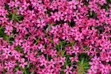 Scarlet Flame Creeping Phlox Seeds – 100+ Seeds – Perennial Groundcover with Scarlet Blooms for Borders, Slopes, and Rock Gardens – USA