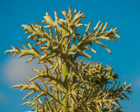 Alluaudia dumosa - Madagascar | Rooted Cutting 8"-12" | Rare Succulent