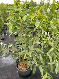 1 Starter Plant Mexican Guava (Psidium guajava) Fruit Tree 1’-2’ Live Tropical Tree