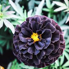 25+ Hybrid Black Marigold Seeds - Unique Dark Blooms - Easy to Grow Annual Flower for Gardens, Borders, Pollinators & Landscaping