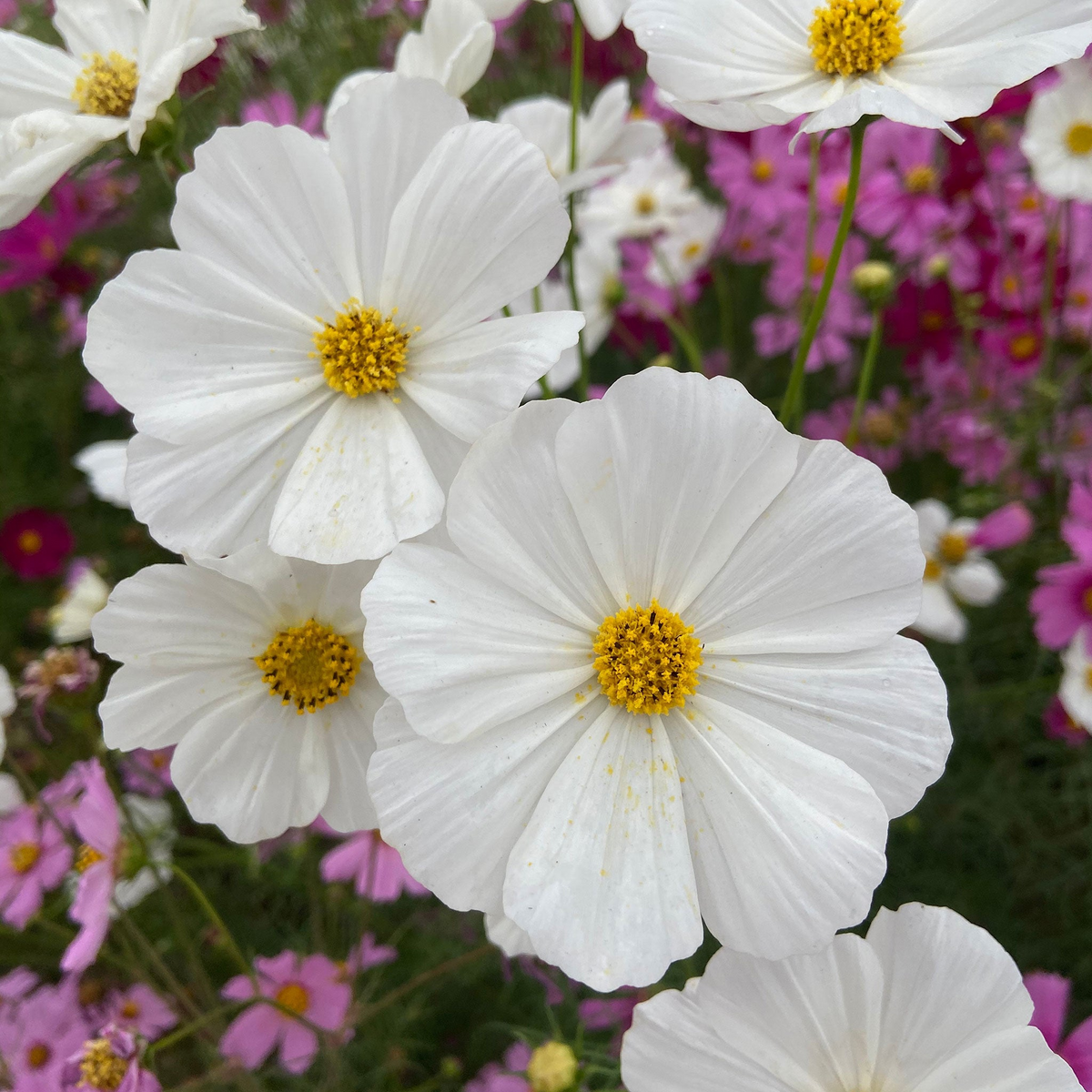 1 Gram Seeds Cosmos Purity | Cosmos bipinnatus White Annual Flower for Gardens & Pollinators
