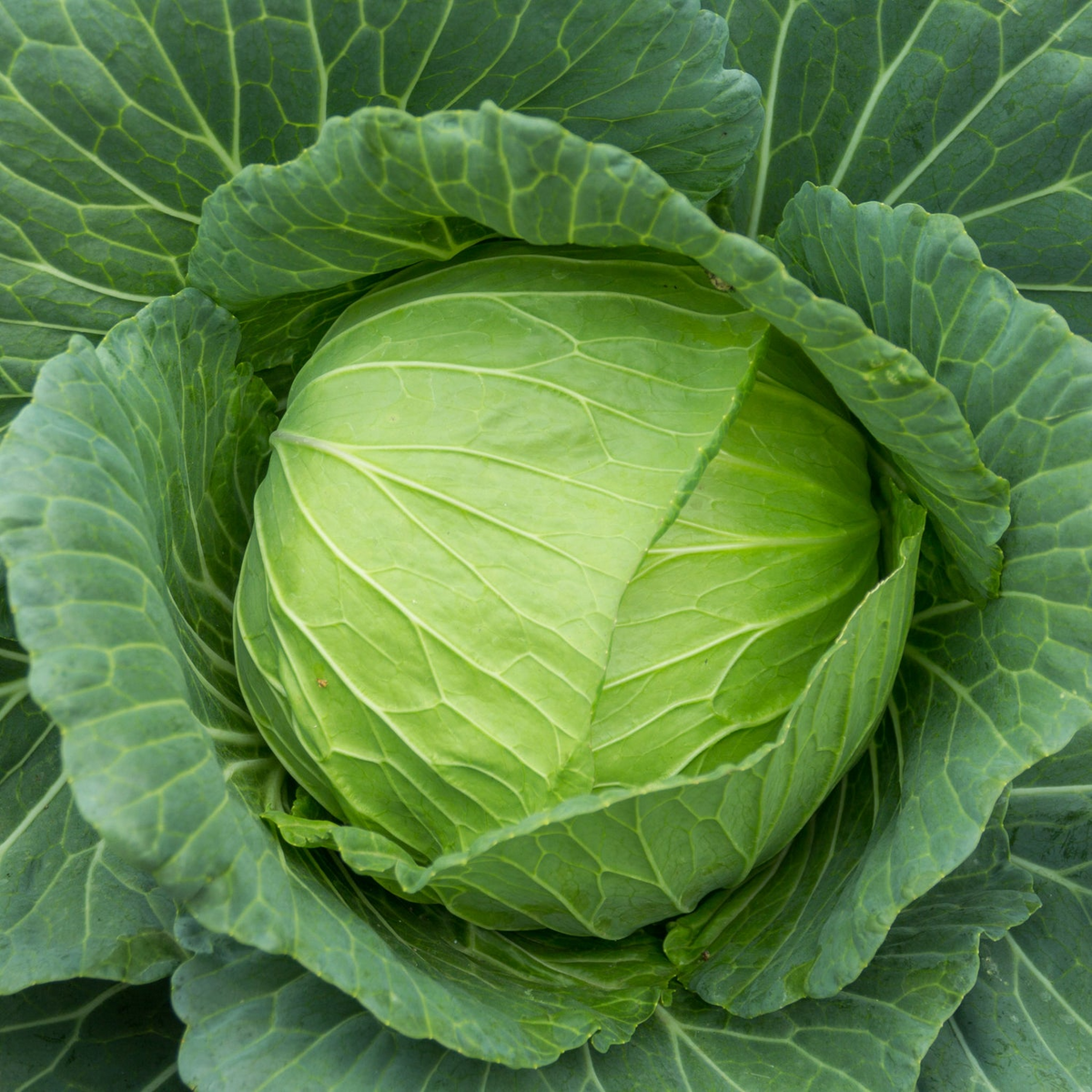 1g Cabbage Golden Acre Seeds Brassica oleracea | Heirloom Variety | Compact, Tender, Sweet Green Heads for Gardening