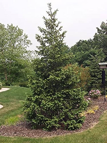 1 Bare Root Live Plant Rocky Mountain Douglas-fir Tree, Pseudotsuga menziesii, Hardy Evergreen for Landscaping