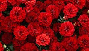 French Fireball Marigold Seeds – 25+ Seeds – Vibrant Red and Gold Blooms for Borders, Pollinator Gardens, and Summer Flower Beds – USA