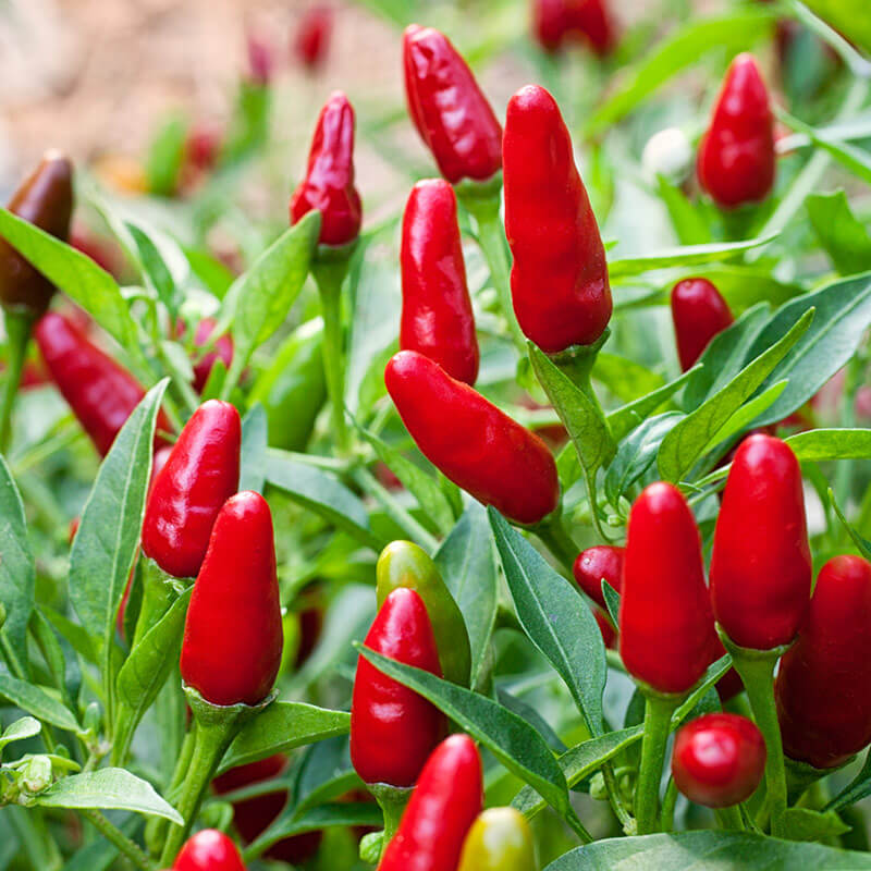250mg Thai Hot Pepper Seeds Capsicum frutescens | Very Hot, Non-GMO, Perfect for Thai Dishes, Hot Sauces, and Spicy Salsas