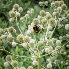 250 Seeds Eryngium Yuccifolium | Rattlesnake Master Seeds for Planting | Unique Spiky Flower | Drought-Tolerant Native Perennial