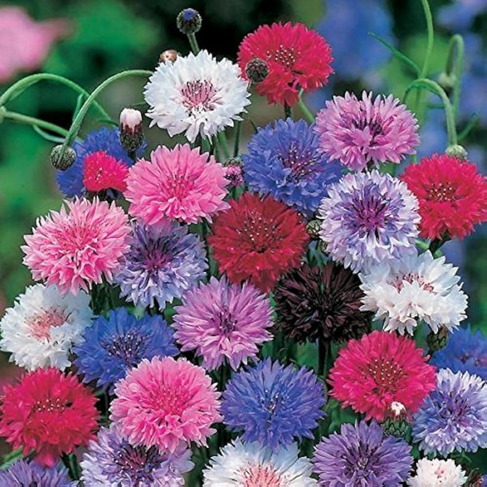 200 Seeds Cornflower Bachelor Button Frosty Mix - Heirloom Non-GMO Pollinator-Friendly Blue & White Flowers