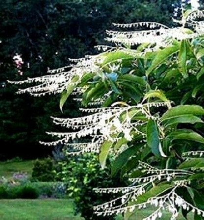 100 Lily of the Valley Sourwood Seeds (Oxydendrum arboreum), Honey Bee Tree, Fragrant White Flowers, Native Tree, Wildlife Friendly