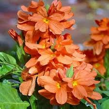 Orange Crossandra - 1 Plugs Live Plants 7-10" Tall - Firecracker Flower, Tropical Blooms, Vibrant Orange