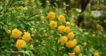 10 Kerria Japonica Cuttings for Rooting | Japanese Rose | Miracle Marigold | 7" Fresh Unrooted Cuttings | Easy to Root |