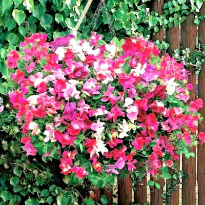 Jacko Sweet Pea Seeds – 50+ Seeds – Violet-Blue Climbing Blooms for Arches, Trellises, Borders & Cottage Gardens – USA