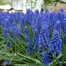 Muscari Armeniacum Bulbs - Blue Grape Hyacinth, 6-8" Tall, Deer Resistant, Award-Winning, Perfect for Borders, Rock Gardens & Naturalizing