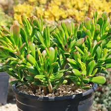 Crassula Ovata ‘Hobbit Jade’ Bare Root Plant 2-4” | Unique Bonsai Succulent Money Tree
