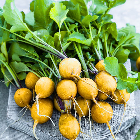 500+ Golden Helios Radish Seeds – Heirloom, Mild & Crisp Yellow Radish