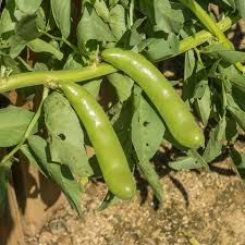 Fava Bean 5 Gram Seeds - Heirloom Non-GMO Broad Beans for Planting - High-Yield, Protein-Rich Beans for Garden Beds & Raised Beds