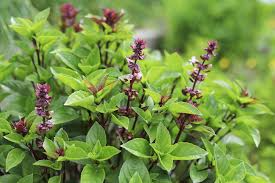 200 Thai Basil Seeds – Ocimum basilicum var. thyrsiflora – Heirloom, Sweet & Spicy, Aromatic, Non-GMO