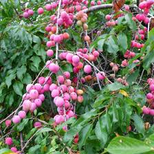 1 American Plum Tree 2ft Tall Live Fruit Tree - Ready to Plant
