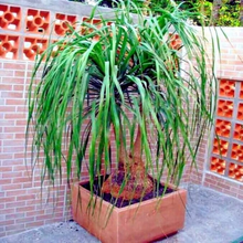 10 Ponytail Palm Tree Seeds (Beaucarnea recurvata) – Rare Elephant Foot Caudex, Indoor Houseplant, USDA Zones 9-11, Low Maintenance