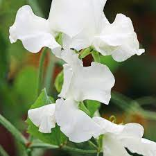 Lucy Hawthorne Sweet Pea Seeds – 50+ Lavender-Blue Blooms – Climbing Vine for Trellises, Bouquets, Cottage Gardens & Vertical Displays – USA