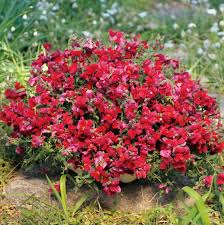Candy Showers Purple Snapdragon Seeds (Antirrhinum majus) | 1000+ Seeds | Cascading Purple Blooms for Gardens & Hanging Baskets