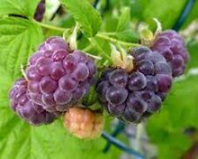 10 Bare Root Starter Plants Black Raspberry Plant, Mysore Rubus niveus, Perennial
