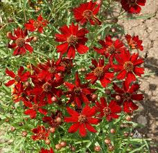 Coreopsis Plains Dwarf Red Seeds – 100mg (~300 Seeds), Bright Red-Yellow Blooms, Annual Wildflower, Pollinator Friendly, Easy to Grow