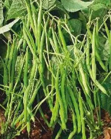 Petite Filet French Bean 5 Gram Seeds - Heirloom Non-GMO Variety - Tender & Crisp Beans for Garden Beds, Raised Beds, or Containers