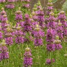 2000 Seeds Lemon Mint, Monarda Citriodora, Fragrant Herb for Teas, Culinary Use, and Pollinator Gardens