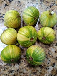 2 Tiger Panache Fig Cuttings – Variegated 6"+ Fresh Scions with 3+ Nodes for Rooting
