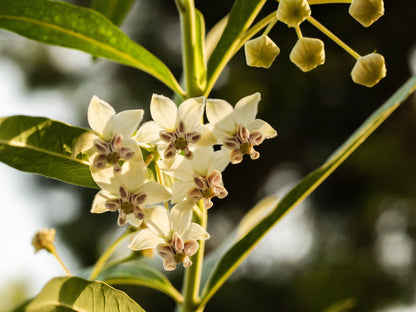 10 SWAN MILKWEED Hairy Balls Butterfly Weed Asclepias Gomphocarpus Fruticosus Monarch Flower Seeds