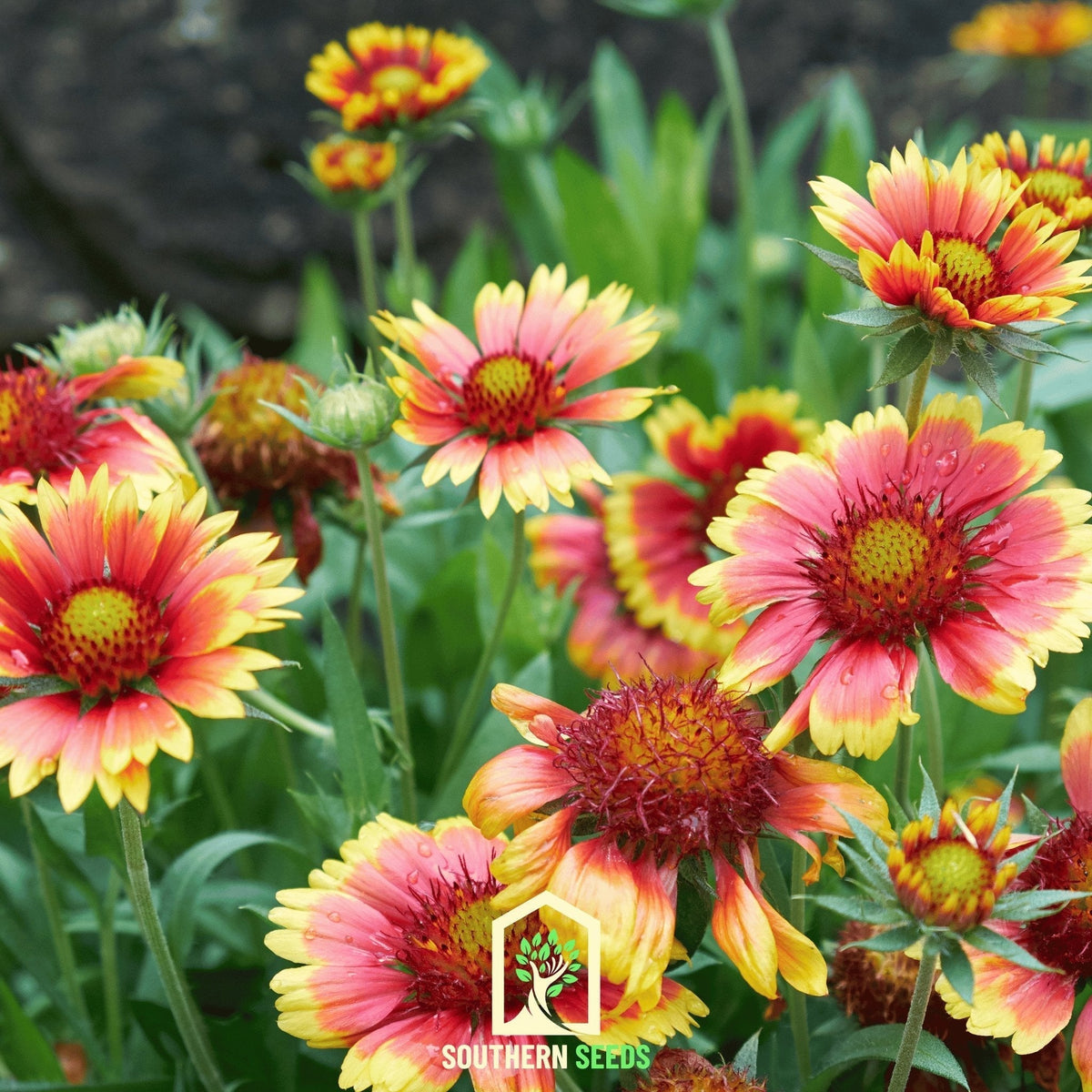 Indian Blanket Seeds – Gaillardia pulchella Firewheel Wildflower, Drought Tolerant, Native North American, 200 Seeds